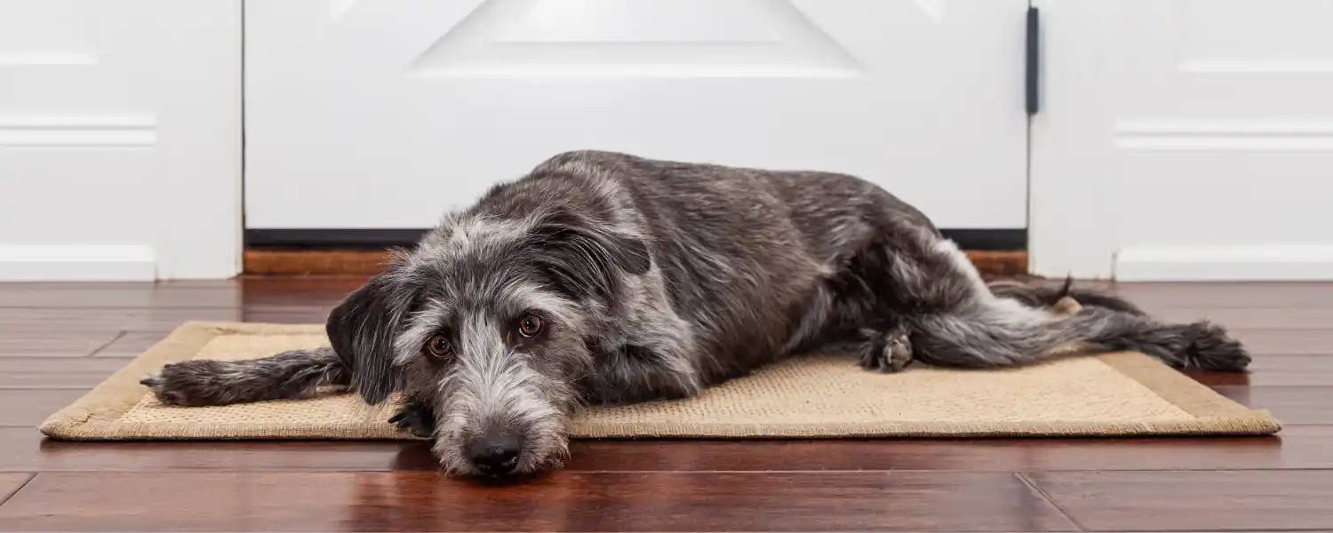 Dog resting on durable engineered kennel run flooring